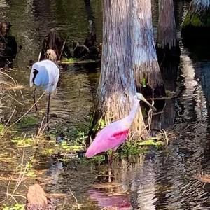 Meet your Posher, Dolores